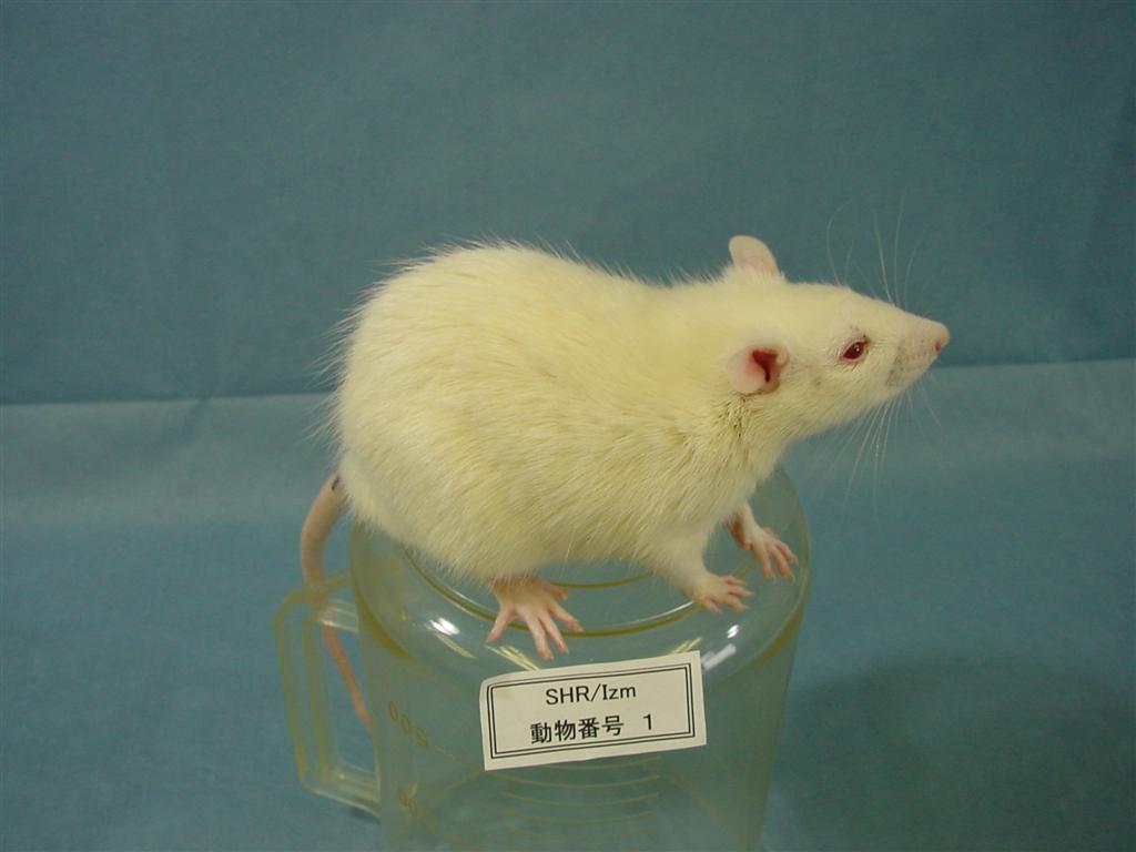 Rat Strains